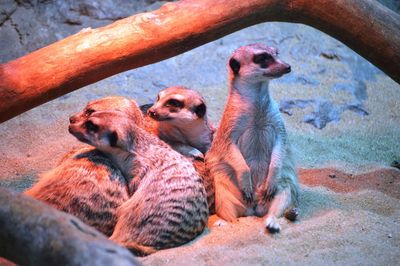 Close-up of meerkat