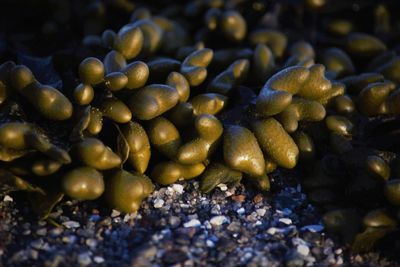 Close-up of pebbles