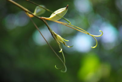 Close-up of plant