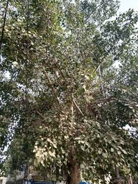 Low angle view of trees in forest