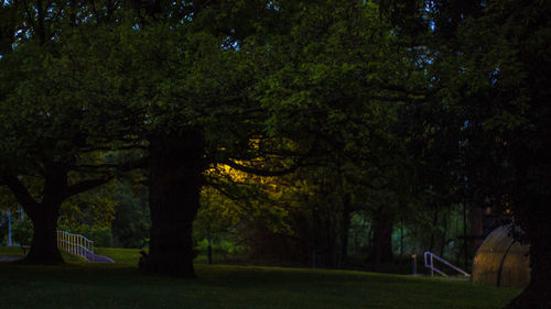 Trees in park at night