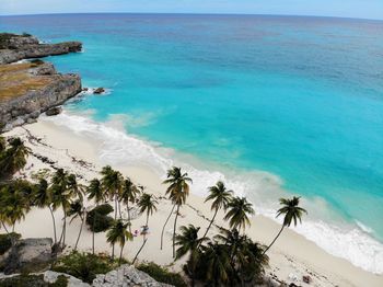 High angle view of palm trees on beach