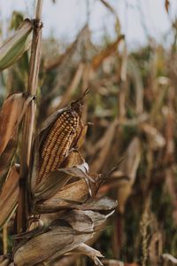 Close-up of dry leaf on land