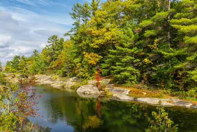 Scenic view of lake in forest during autumn