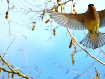 Low angle view of bird flying