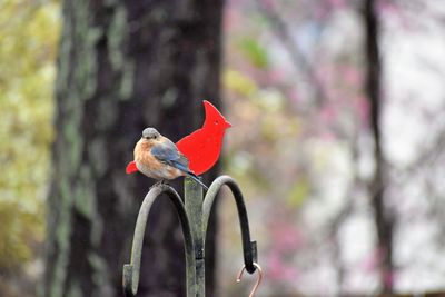 Close-up of bird perching on a branch