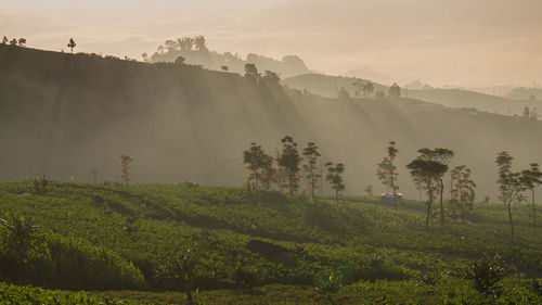 Scenic view of landscape against sky during sunset