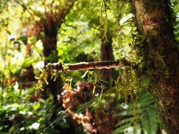 Close-up of tree branch