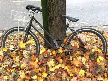 View of autumn leaves