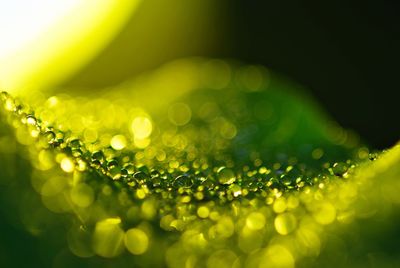 Close-up of raindrops on green leaf