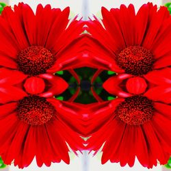 Close up of red gerbera daisy