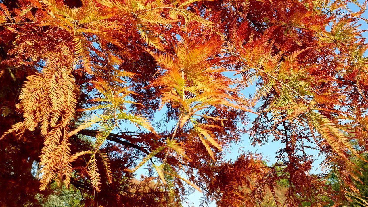 LOW ANGLE VIEW OF AUTUMNAL LEAVES AGAINST SKY