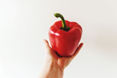 Close-up of hand holding red rose over white background