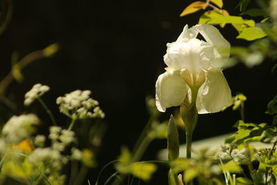 Close-up of white rose blooming outdoors