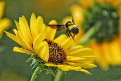 Close-up of insect on yellow flower