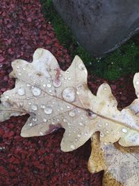 Close-up of maple leaf on ground