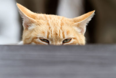 Portrait of cat hiding by retaining wall