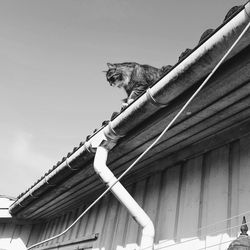 Low angle view of cat on roof against sky