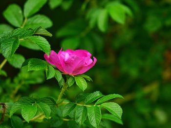 Close-up of pink flowering plant