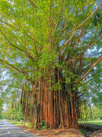 View of trees in forest