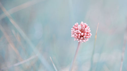 Close-up of pink flowering plant