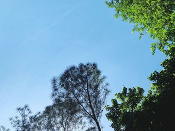 Low angle view of trees against blue sky