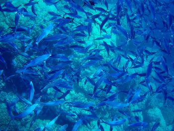 Full frame shot of fish underwater