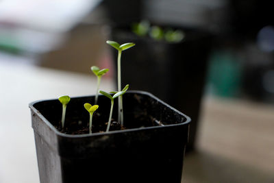 Indoor garden 