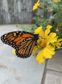 Close-up of butterfly pollinating on yellow flower