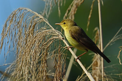 Close-up of bird perching on branch