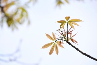 Close-up of cherry blossom against sky