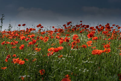 Close-up of red poppy flowers growing on field