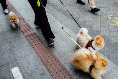 Low section of people walking with dogs on street