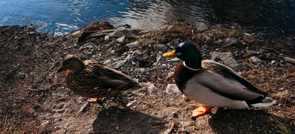 Mallard duck on rock