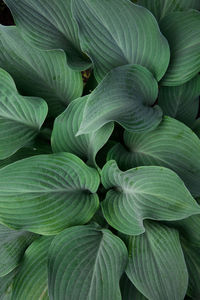 Full frame shot of green leaves