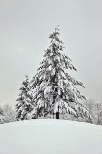 Pine trees on snow covered land against sky