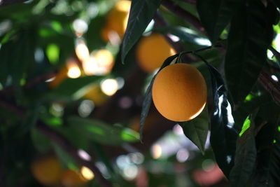 Close-up of orange fruit on tree