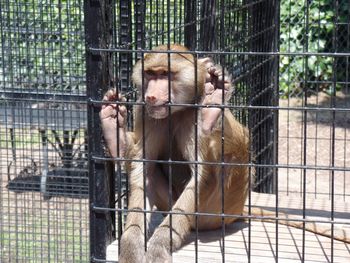 Monkey in cage at zoo