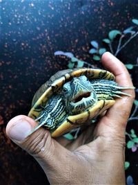 Close-up of hand holding turtle