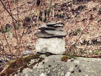 Rocks in forest