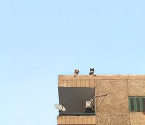 Low angle view of birds on building against clear sky