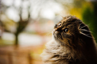 Close-up of scottish fold kitten looking up