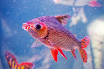Close-up of fish swimming in sea