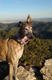 Close-up of dog