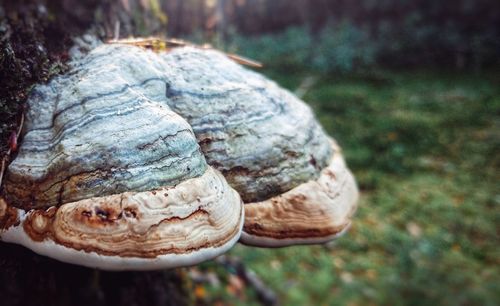 Close-up of shell on rock