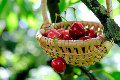 Close-up of  cherries in basket