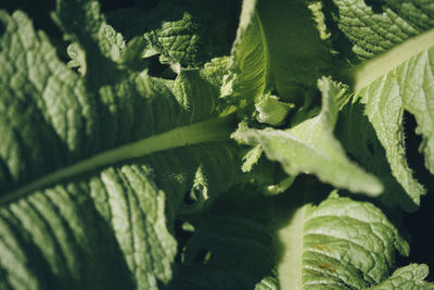 Full frame shot of leaves