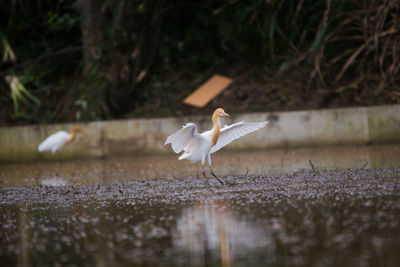 Seagull flying