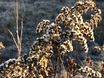 Close-up of wilted plant during winter