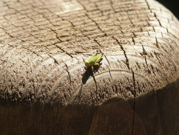 Grasshopper on wood